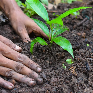 Tree Plantation 